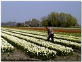 Picture Title - Flower bulb time