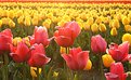 Picture Title - Spring Colors - Tulips