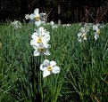 Picture Title - Field Daffodils