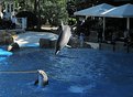 Picture Title - Dolphins at Sea World