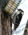 Picture Title - Downey Woodpecker