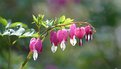 Picture Title - Bleeding Heart