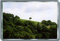 Picture Title - Solitary tree