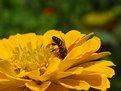 Picture Title - Shy Bee