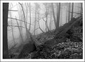 Picture Title - foggy forest of avalon 