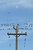 Moon, Birds, Telephone Pole