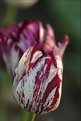 Picture Title - Two-Tone-Tulip