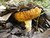 Mushroom under an oak tree