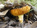 Picture Title - Mushroom under an oak tree