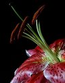 Picture Title - lily 2