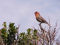 Picture Title - The Classic House Finch