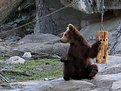 Picture Title - Young Bear 