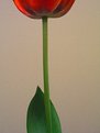 Picture Title - Tulipa