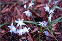 Picture Title - Blue flowers at the school