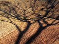 Picture Title - Tree shadow