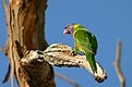 Picture Title - Rainbow Lorikeet