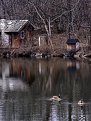 Picture Title - The lake shed and geese