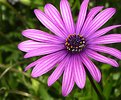 Picture Title - Purple Flower