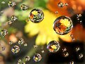 Picture Title - Garden Drops