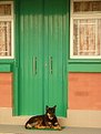 Dog and door