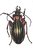 Chrysocarabus Festivus