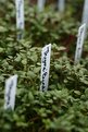 Picture Title - Fresh Herbs: Thyme