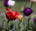 Picture Title - Red tulip