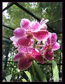 Picture Title - Orchid inside a misty house