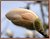 magnolia 1