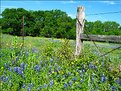 Picture Title - Bluebonnet's of Texas