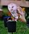 Barn Owl