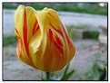 Picture Title - Tulip - outside it