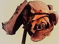 Picture Title - Dead Rose