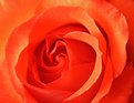 Picture Title - Red Rose #1