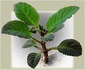 Picture Title - Young Gloxinia. Buds.