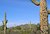 Saguaro National Park