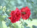 Picture Title - Rosa silvestre (Original)
