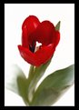 Picture Title - Just A Tulip