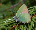 Picture Title - Green Hairstreak