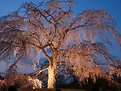 Picture Title - Old cherry tree in Maruyama park (II)