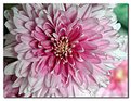 Picture Title - Chrysanthemum 2