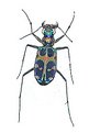Picture Title - CINCINDELLA SPECIES