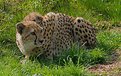 Picture Title - Crouching Cheetah