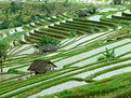 Picture Title - Sawah
