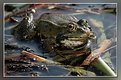 Picture Title - Frog