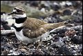 Picture Title -  Guarding the Nest