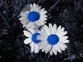 Picture Title - Daisy Blue