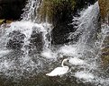 Picture Title - Swan in waterfall