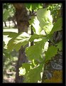 Picture Title - Quercus faginea