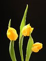 Picture Title - Yellow Tulips